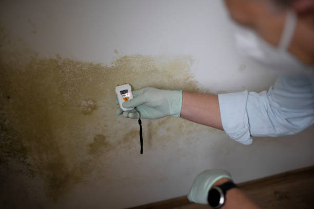 Professional Mold Remediation in Chualar, CA