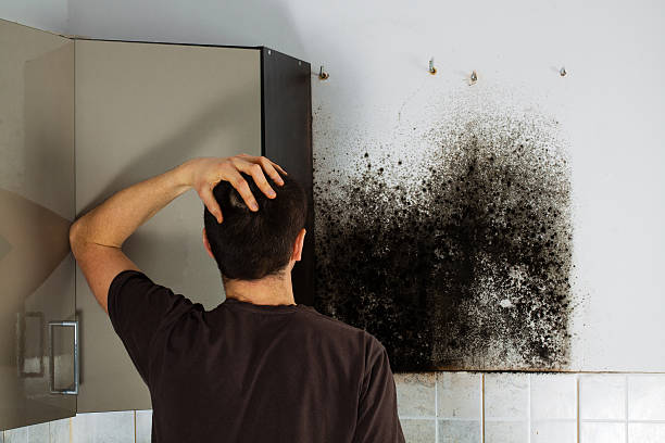 Best Black Mold Remediation in Chualar, CA