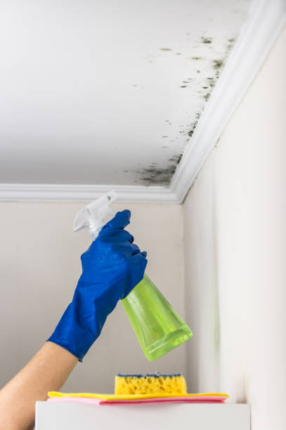 Best Residential Mold Remediation in Chualar, CA